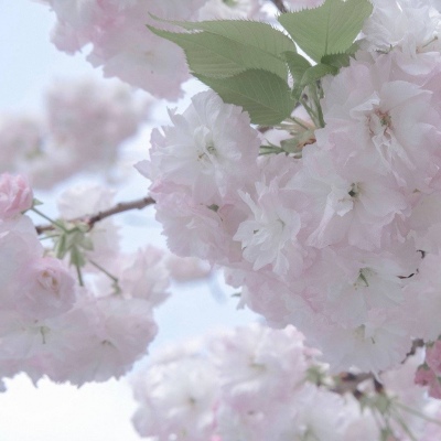 兽设性格设定技巧兽圈社群